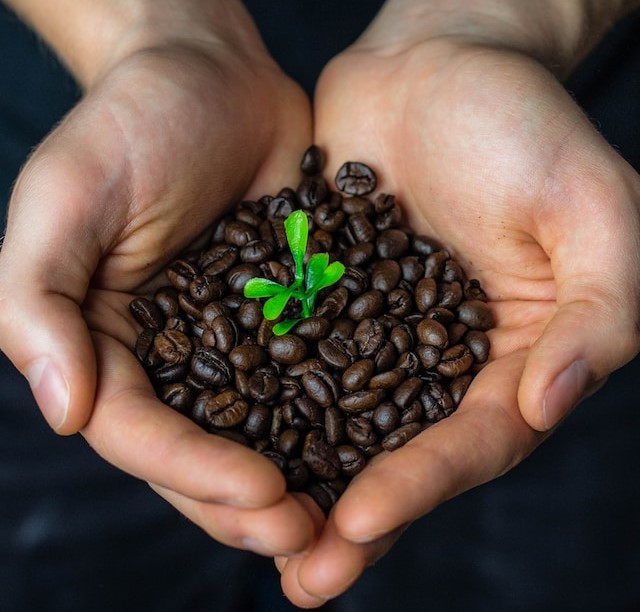 Organic coffee for health