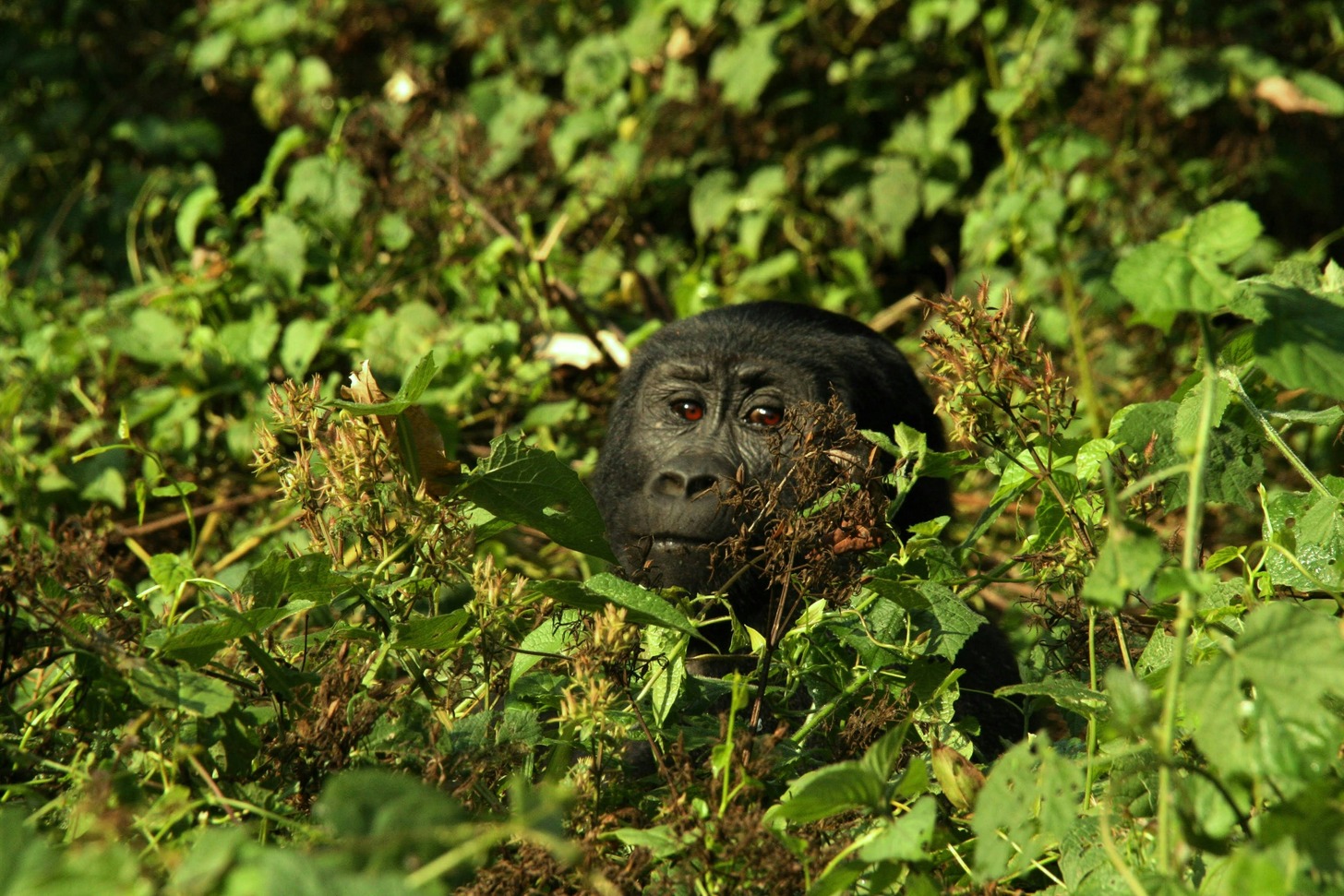 Uganda gorilla trekking in Bwindi